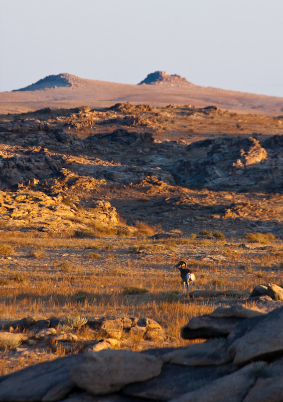 Argali At Sunrise